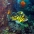 Black & Yellow Rockfish and a Garibaldi in the reef